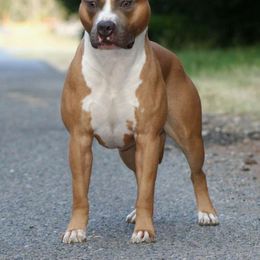 J.D. - American Pit Bull Terrier