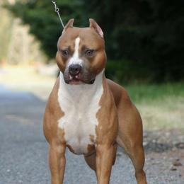 J.D. - American Pit Bull Terrier