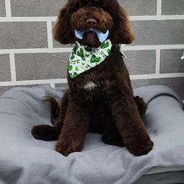 Goldendoodle Puppies from Texas Bello Doodles