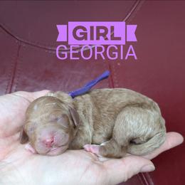 Georgia - Red  female Goldendoodle puppy in Cambridge, Minnesota from Country Meadow Doodles
