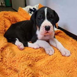 Lily - Mantle Great Dane puppy in Cleburne, Texas from Nick and Megan's Danes