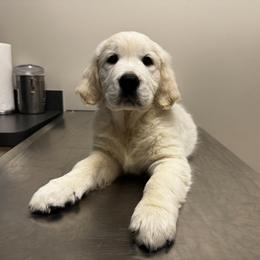 LMR Blue - Light golden male Golden Retriever puppy in Willis, Texas from Lakemist Retrievers