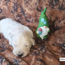 Willow Boy 1 - Light golden male Golden Retriever puppy in Niles, Michigan from Composer Goldens