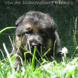 German Shepherd puppies from V Diamondburg Kennels