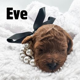 Eve - Red  female Goldendoodle puppy in Eagle Mountian, Utah from The Puppy Family