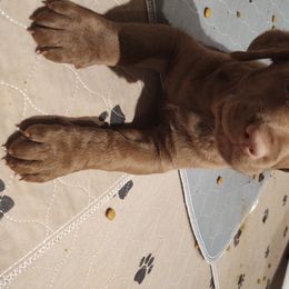 Chesapeake Bay Retriever Puppies from Colorado River Retrievers