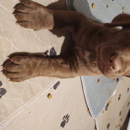 Chesapeake Bay Retriever Puppies from Colorado River Retrievers