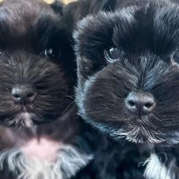 Miniature Schnauzers from Rolling Hills Schnauzers