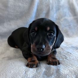 Rein - Black and tan male Dachshund puppy in Ocala, Florida from Weenie Boops