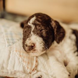 Goldendoodle Puppies from Lady Doodle Farm