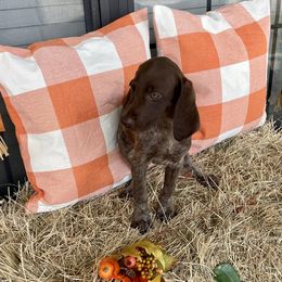 Reba - German Shorthaired Pointer puppy in Lakeland, Florida from Walker’s German Shorthaired Pointers