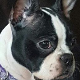 Boston Terriers from Bernies Boston Terriers
