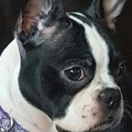 Boston Terriers from Bernies Boston Terriers