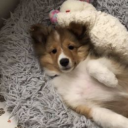 Shetland Sheepdogs from Yardart Shelties