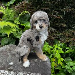 Jessie - Blue merle female Bernedoodle puppy in Banner Elk, North Carolina from Walnut Tree Bernedoodles