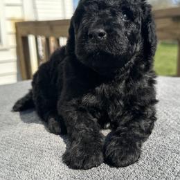 Horseshoe-male - Black male Poodle puppy in Scottsville, Kentucky from Barren River Bernedoodles and Poodles