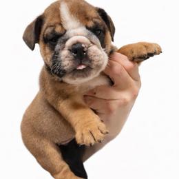 Muddbath - Fallow male Bulldog puppy in Marysville, Washington from English Bulldogs WA