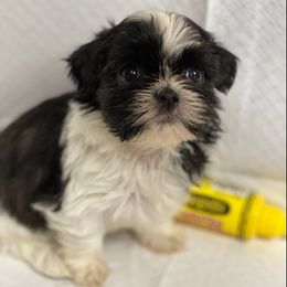 Shih Tzus from Kendra Waters's Shih Tzus