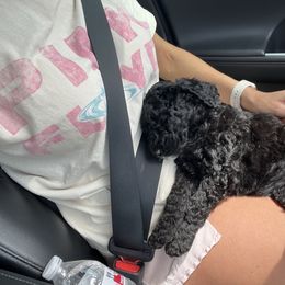 Bernedoodle Puppies from Krissy's Bernedoodles