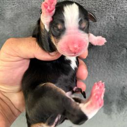 Female - Tri-color female Bernedoodle puppy in Yuciapa, California from AlltheDoodlez_