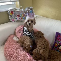 Poodle Puppies from Red toy poodles