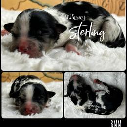 4 Sterling, BMM - Blue merle male Miniature American Shepherd puppy in Huntington, Texas from JKKJ Farms, LLC