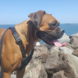 Boxer Puppies from Clydesflashyboxers