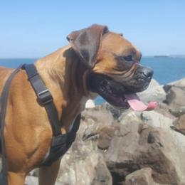 Boxer Puppies from Clydesflashyboxers