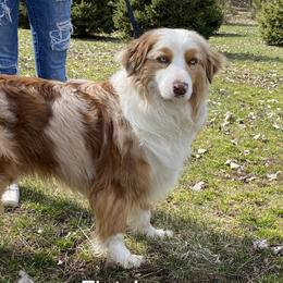 Fletcher - Australian Shepherd