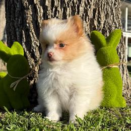 Sage - Cream sable parti female Pomeranian puppy in San Jacinto, California from Savvypomeranians