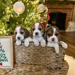 7th Choice - Black white and tan male Beagle puppy in Monticello, Georgia from Beaglelove