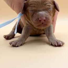 Light Blue - Red male Australian Labradoodle puppy in Sacramento, California from Adorable Labradoodle