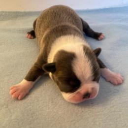 Jameson - Blue male Boston Terrier puppy in Imperial, Missouri from Boston Kup Breeders