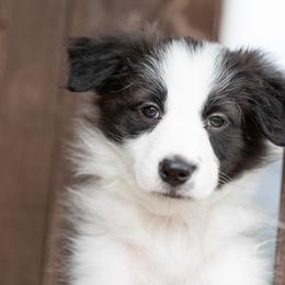 Border Collie Puppies from High Point Border Collies