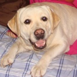 Labrador Retriever All Grown Up from Beach Bum Labradors