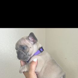 Girl 4 - French Bulldog puppy in Discovery Bay, California from Jk Frenchies