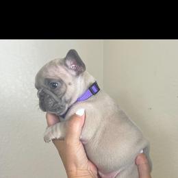 Girl 4 - French Bulldog puppy in Discovery Bay, California from Jk Frenchies