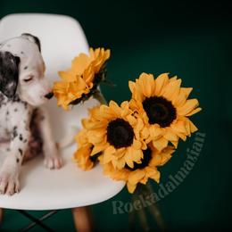Dalmatian Puppies from Rock a Dalmatian “RockADal”