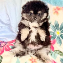 Bobby - Black and tan male Pomeranian puppy in East Mountain, Texas from Fairchild Fancy Pomeranians and Coachella Pomeranians