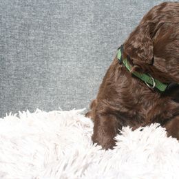 Aussiedoodle Puppies from Stephanie Taylor
