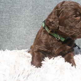 Aussiedoodle Puppies from Stephanie Taylor