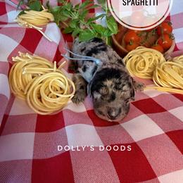 Spaghetti - Blue Boy - Black male Goldendoodle puppy in Harrisburg, Oregon from Dolly’s Doods