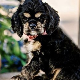 Cocker Spaniel Puppies from Cuttin Blue Farms