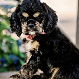 Cocker Spaniel Puppies from Cuttin Blue Farms