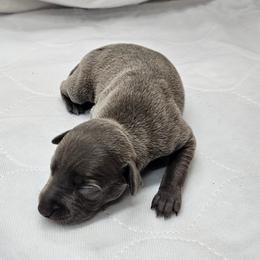 Lily - Blue female Italian Greyhound puppy in Newalla, Oklahoma from Heartland Iggys