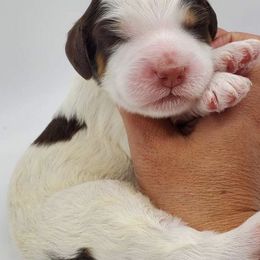 Bernedoodle, Cavapoo, and Goldendoodle Puppies from Doodle Amore