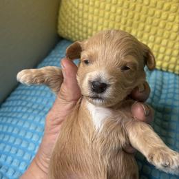 Boy 5 - Silver beige male Maltipoo puppy in Las Vegas, Nevada from Maltipoo_vegas