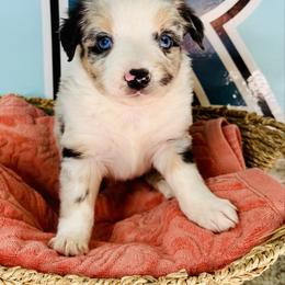 Blue Merle boy - Blue merle male Toy Australian Shepherd puppy in Oklahoma City, Oklahoma from Faith River Aussies