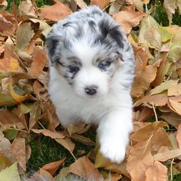 Australian Shepherd Puppies from Highline