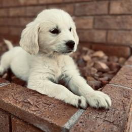 Golden Retriever Puppies from Thousand Lake Retrievers